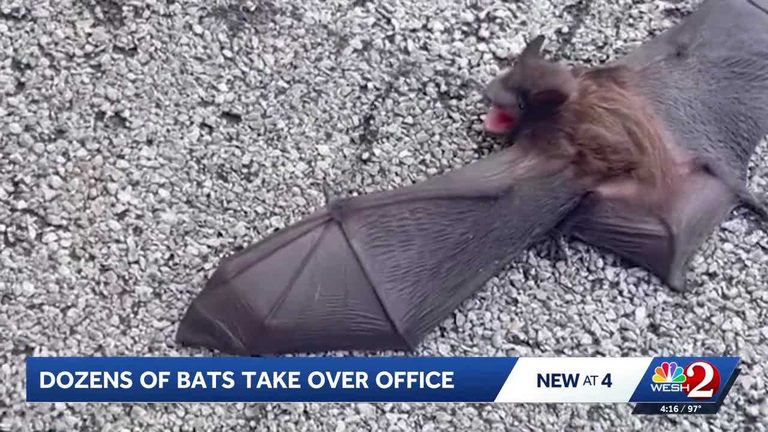 Florida Therapist Finds 50 Bats In Office