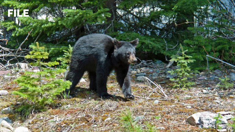 Fort Smith Police Warn Of Black Bear Sightings