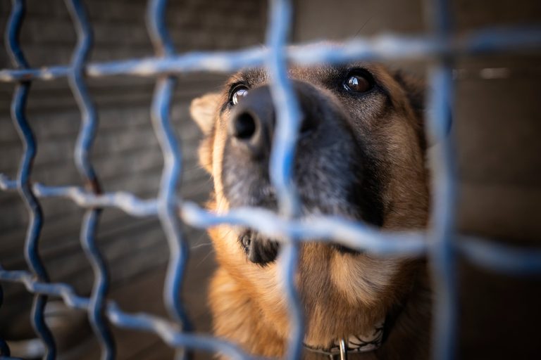 Fort Worth Animal Shelters Over Capacity