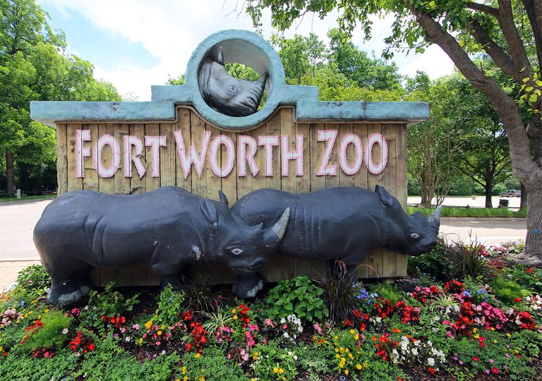 Fort Worth Zoo S New Giraffe Needs A Name