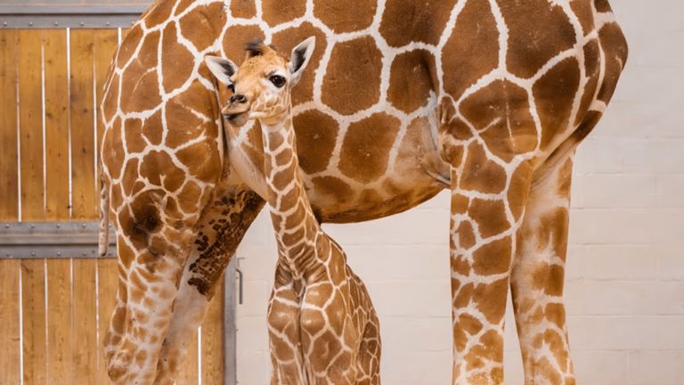 Fort Worth Zoo Seeks Name For Newborn Giraffe