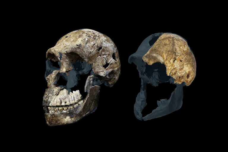 Fossil Discovery In South Africa