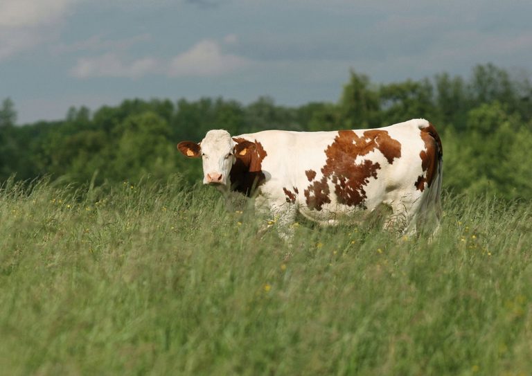 French Cheese Gains Popularity