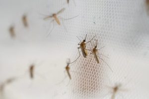 Frisco Mosquito Pools Test Positive For West Nile Virus