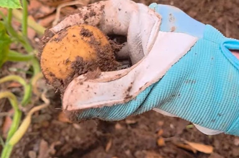 Gardening In Lubbock Challenges And Joys Of Growing Your Own Food