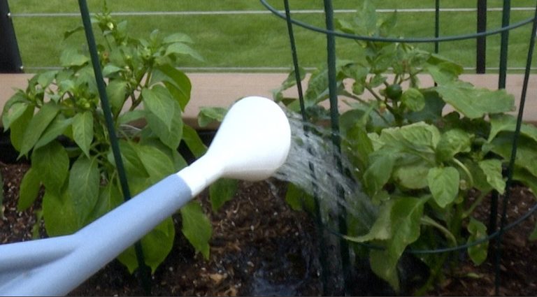 Gardening Tips For Southern Colorado