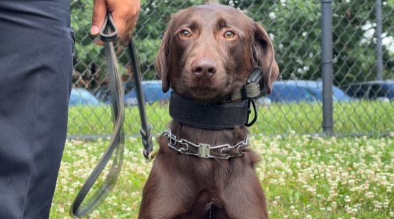 Georgetown Police Department S New Explosives Dog