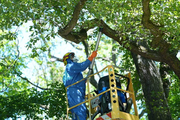 Germany Battles Poisonous Caterpillars