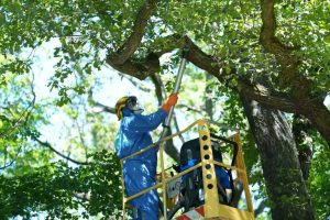 Germany Battles Poisonous Caterpillars