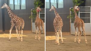 Giraffe Calves Found Safe