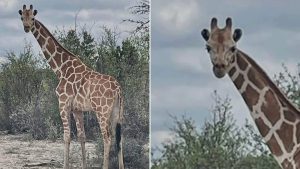 Giraffe Found In Texas