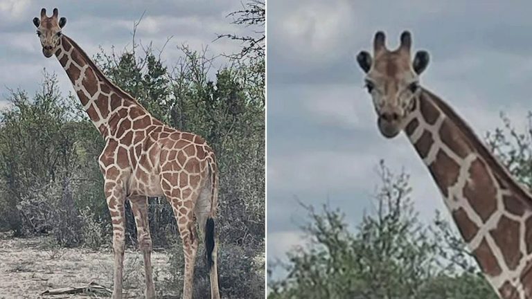 Giraffe Found In Texas
