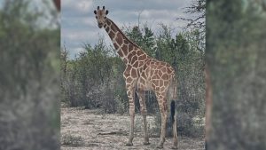 Giraffe Missing In Texas Hill Country