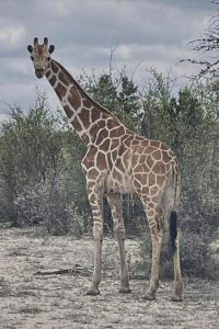 Giraffe On Loose In Texas Hill Country