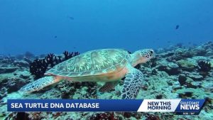 Global Dna Database Fights Sea Turtle Trade
