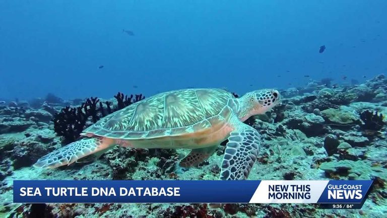 Global Dna Database Fights Sea Turtle Trade