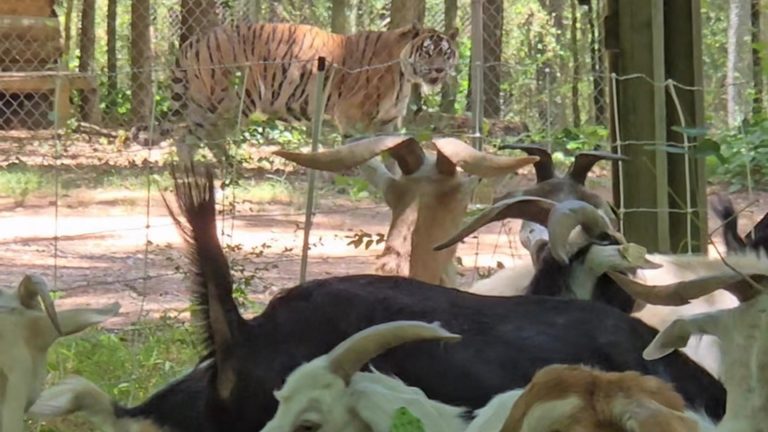 Goats Help With Landscaping At Carolina Tiger Rescue