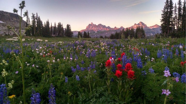 Grand Teton National Park Asks Visitors To Leave Wildflowers