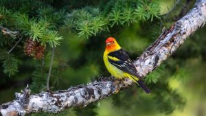 Grand Teton National Park Welcomes Migrating Birds