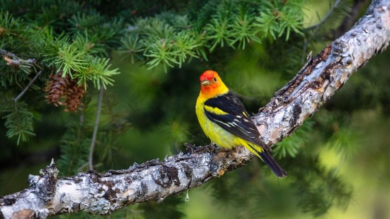 Grand Teton National Park Welcomes Migrating Birds