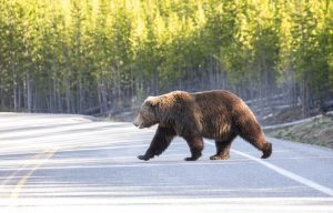 Grizzly Bear Relocated Near Yellowstone