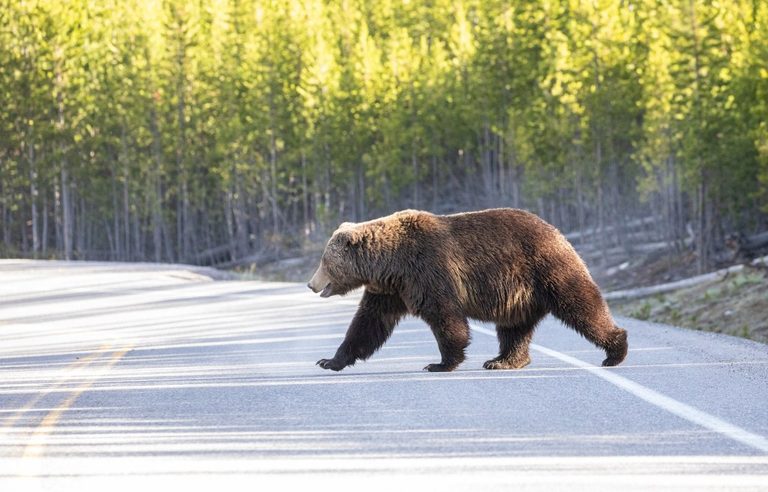 Grizzly Bear Relocated Near Yellowstone