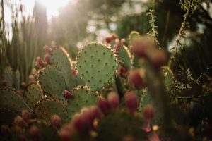 Growing Prickly Pear In Lubbock