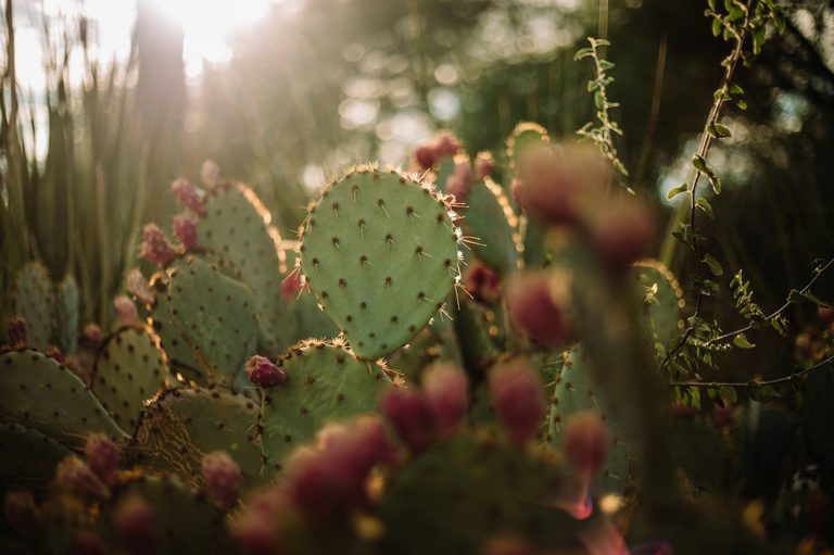 Growing Prickly Pear In Lubbock