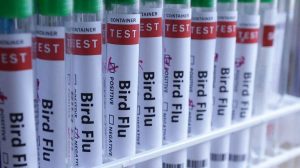 H5N1 Bird Flu Reaches Australia