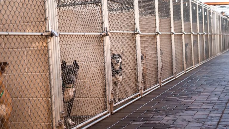 Harnett County Animal Shelter Faces Backlash
