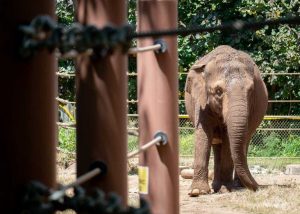 Hawai I Court To Decide On Animal Rights