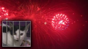 Hillsborough County Pet Resource Center Prepares For Influx Of Lost Pets