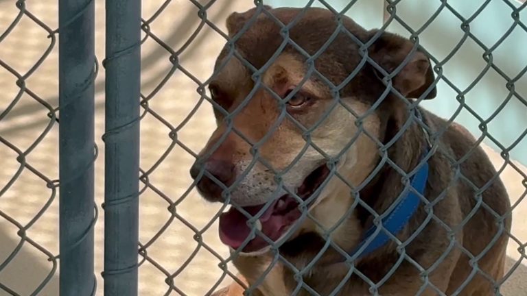 Hillsborough County Sees 3 Dog Heat Deaths