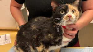 Hsppr Pet Of The Week Cornelia