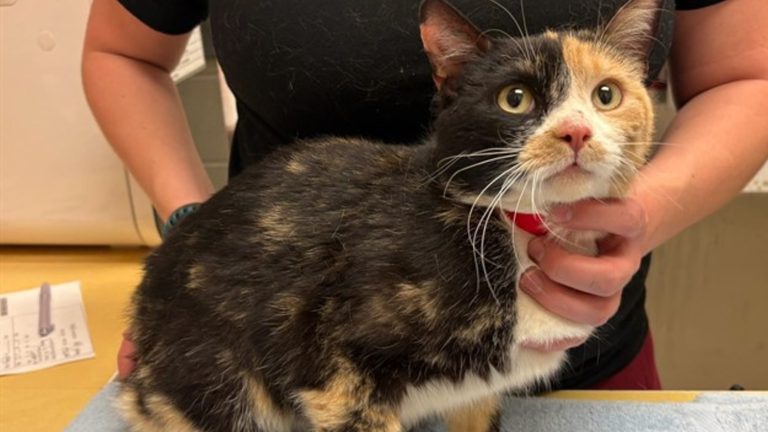 Hsppr Pet Of The Week Cornelia
