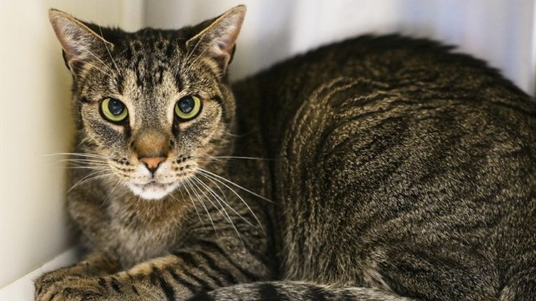 Hsppr Pet Of The Week Jimmy