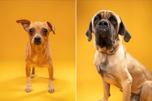Humane Society Of North Texas Seeks Adopters