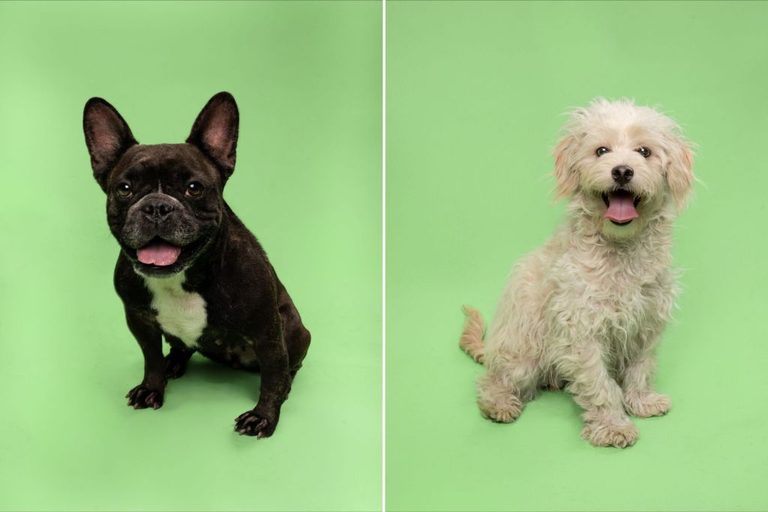 Humane Society Of North Texas Seeks Homes For Dogs