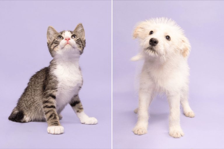 Humane Society Of North Texas Seeks Homes For Young Pets