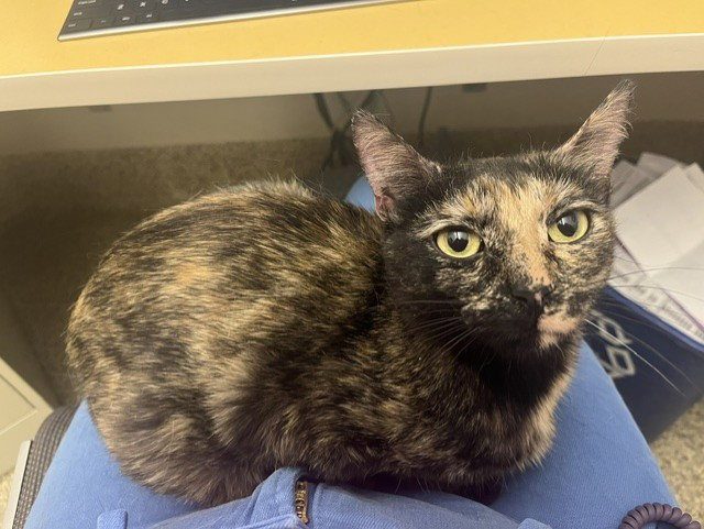 Humane Society Pet Of The Week Blossom