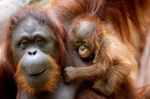 Humans Great Apes Share Laughter Patterns