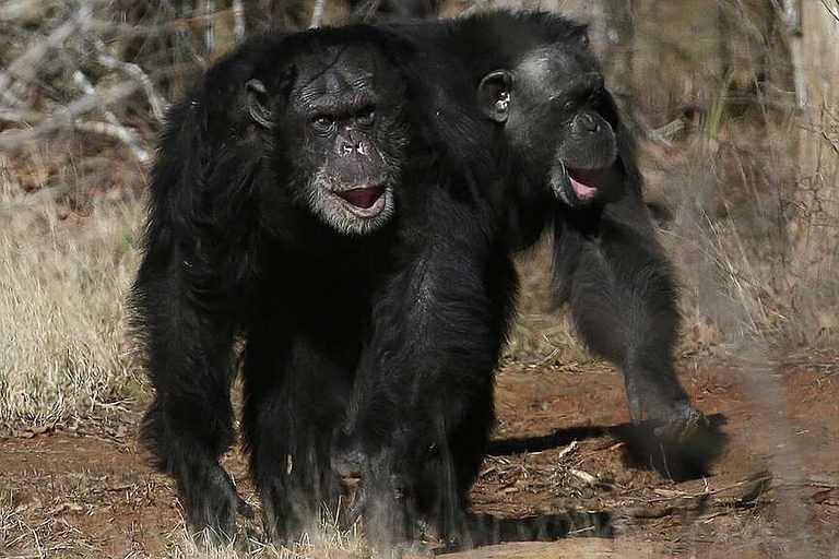 Humans Great Apes Share Similar Laughter