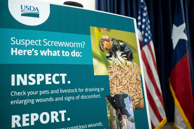 Idaho Battles Screwworm Threat