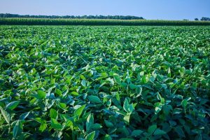 Indiana Farmers Lose 607M In China Trade Dispute