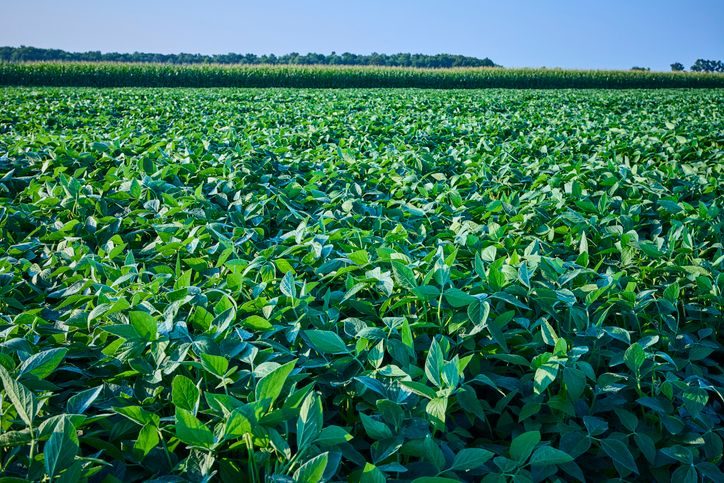 Indiana Farmers Lose 607M In China Trade Dispute