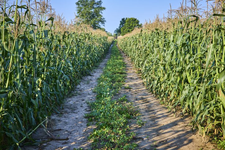 Indiana S Corn Industry