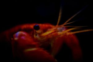 Invasive Crustacean Found In Lake Superior