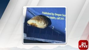 Invasive Mussel Species Found In Prineville Reservoir