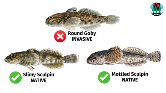 Invasive Round Goby Found In Lake Winnebago