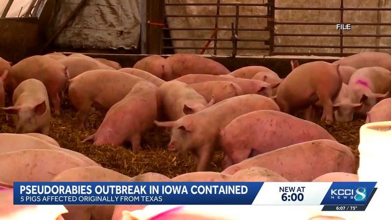 Iowa Contains Pseudorabies Outbreak In Pigs